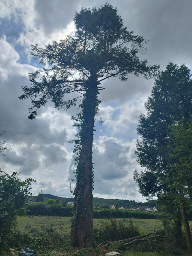 Elagage abattage du sapin malade