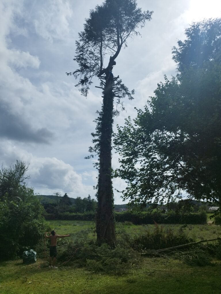 Elagage abattage du sapin malade