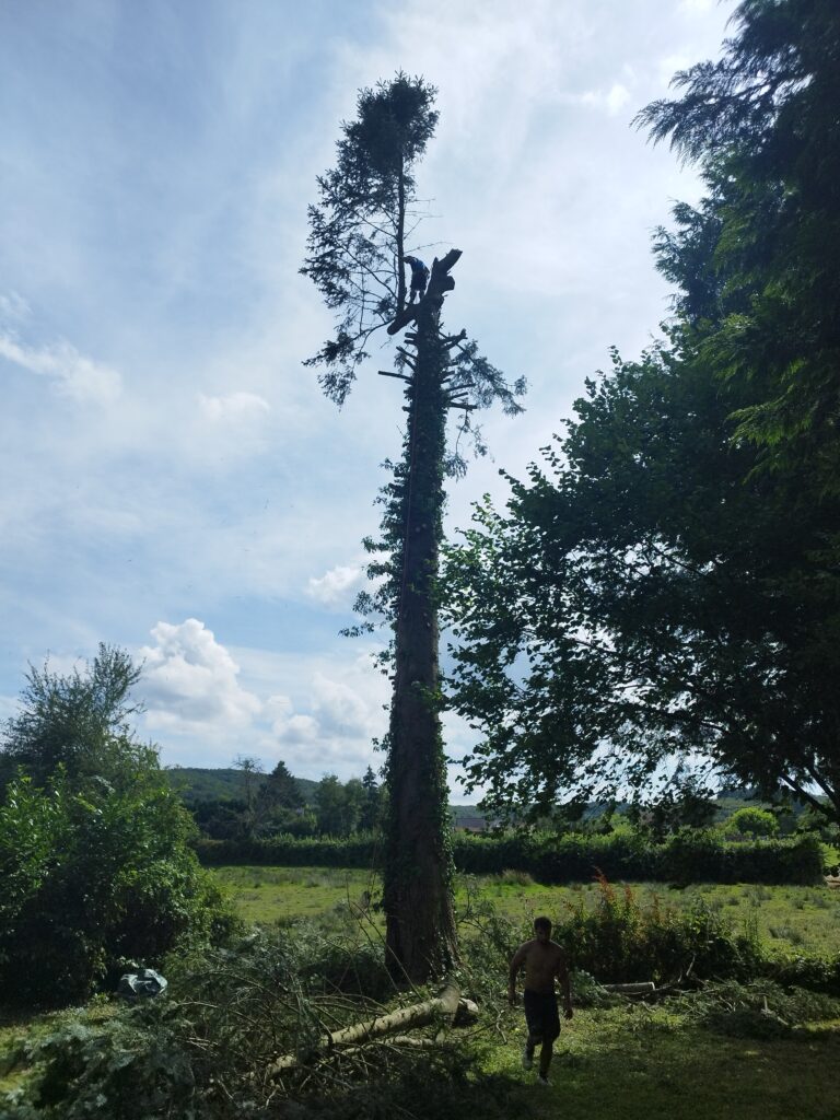 Elagage abattage du sapin malade