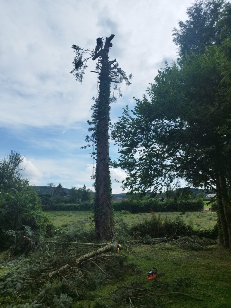 Elagage abattage du sapin malade