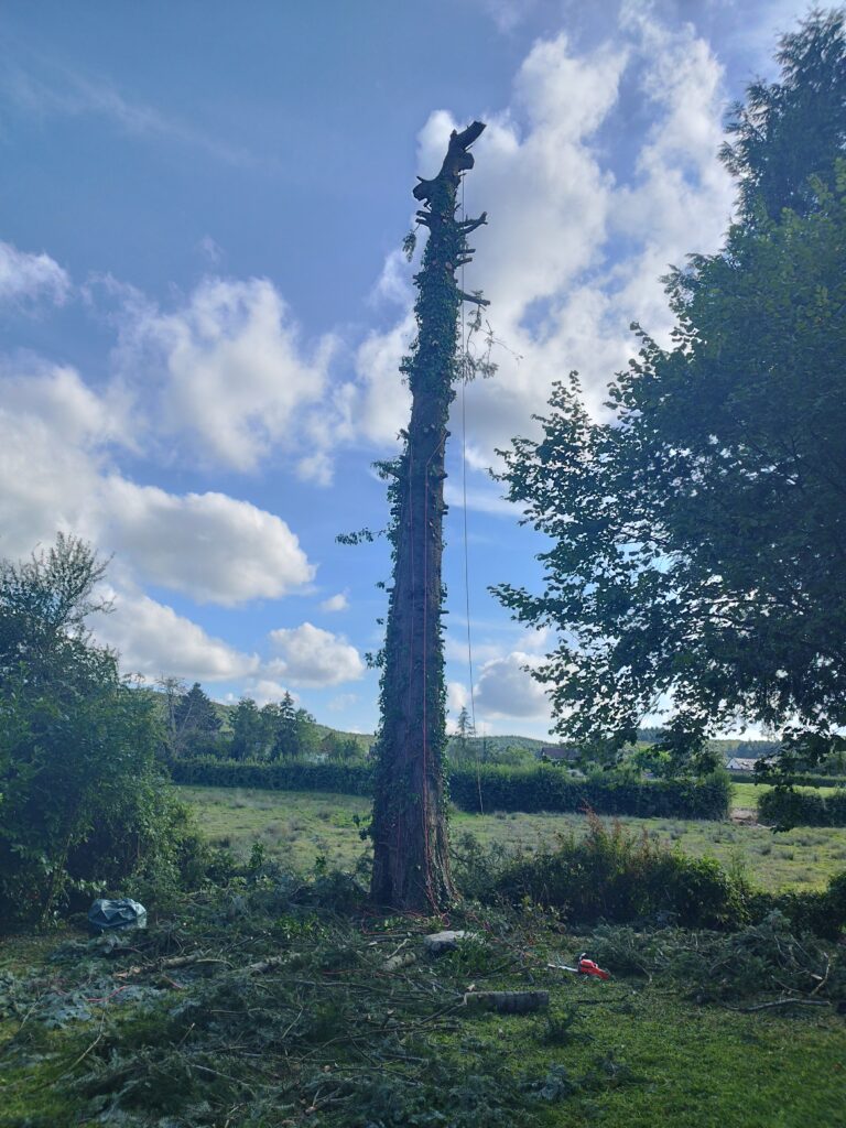 Elagage abattage du sapin malade