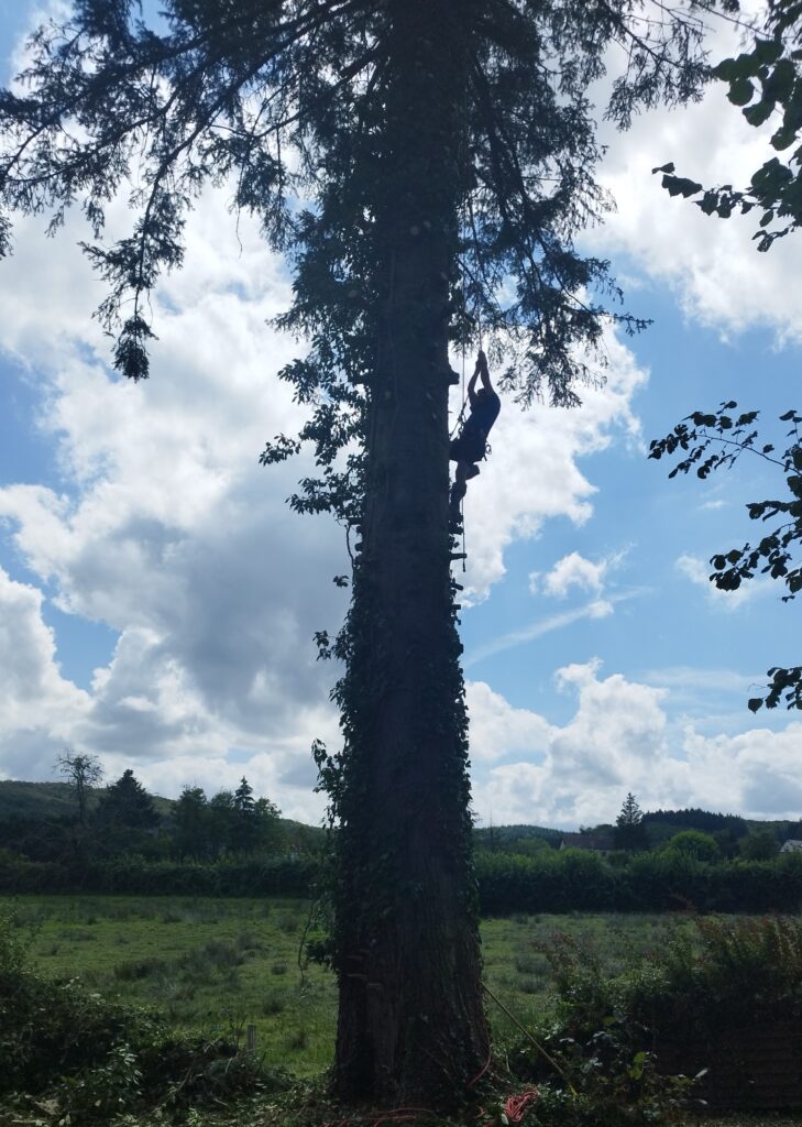 Elagage abattage du sapin malade