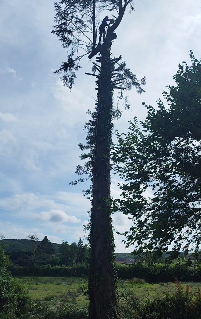 Elagage abattage du sapin malade